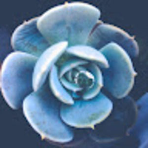 Meet your Posher, Kassandra